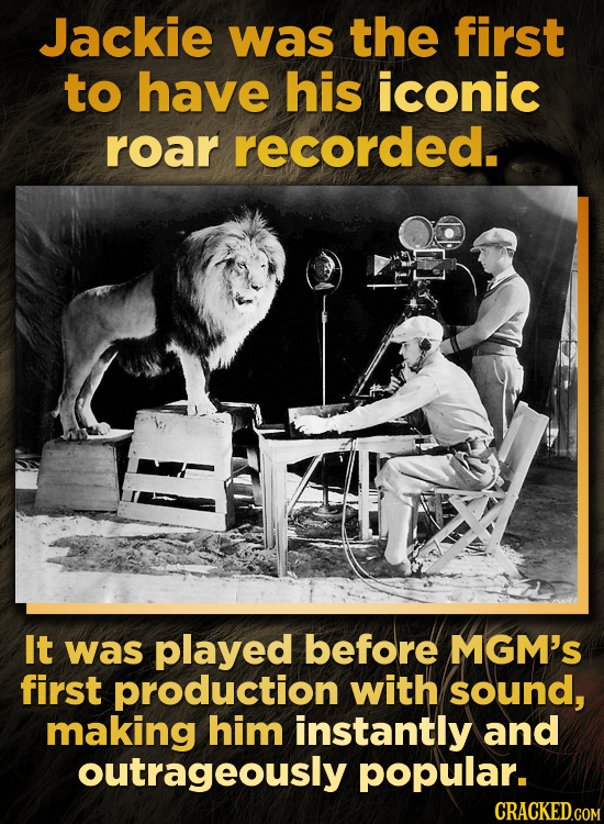 Jackie was the first to have his iconic roar recorded. It was played before MGM's first production with sound, making him instantly and outrageously p