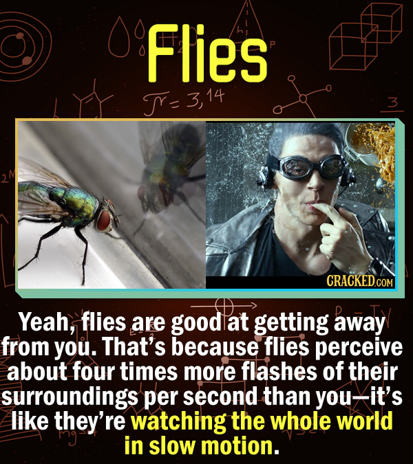 15 Scientific Explanations For Dumb Everyday Problems - Yeah, flies are good at getting away from you. That’s because flies perceive about four times
