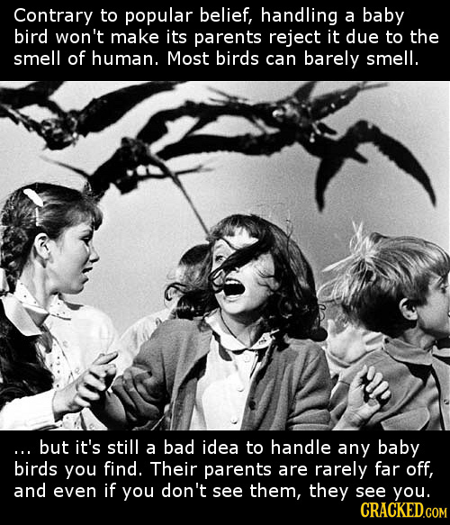 Contrary to popular belief, handling a baby bird won't make its parents reject it due to the smell of human. Most birds can barely smell. ...but it's