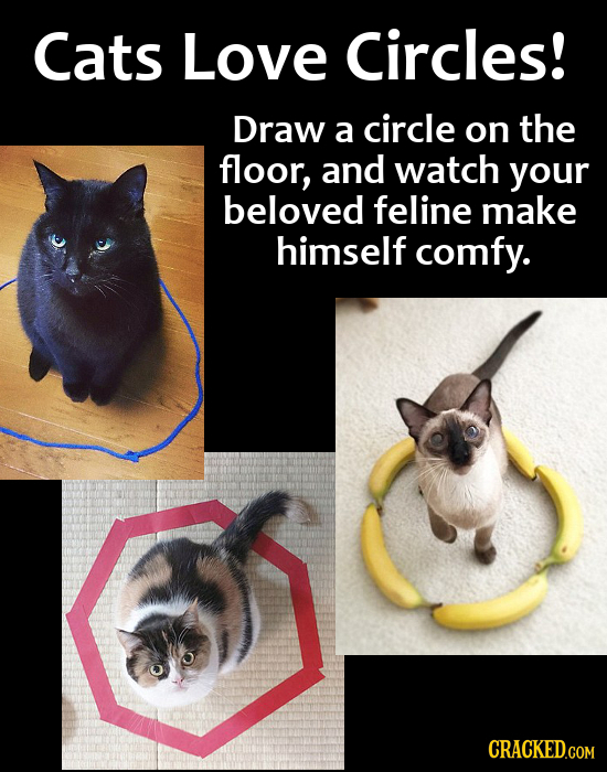 Cats Love Circles! Draw a circle on the floor, and watch your beloved feline make himself comfy. CRACKED.COM