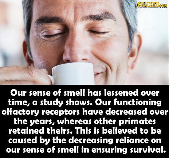 CRACKEDCON Our sense of smell has lessened over time, a study shows. Our functioning olfactory receptors have decreased over the years, whereas other