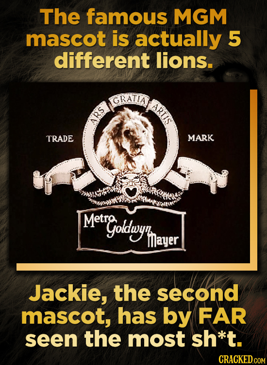 The famous MGM mascot is actually 5 different lions. GRATIA ARTIS ARS TRADE MARK Metra goldwyh Mayer Jackie, the second mascot, has by FAR seen the mo