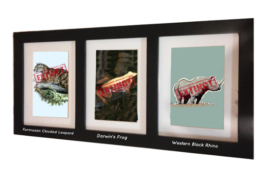 Formosom Clouded Leopard Darwin's Frog western Bfock Ahino