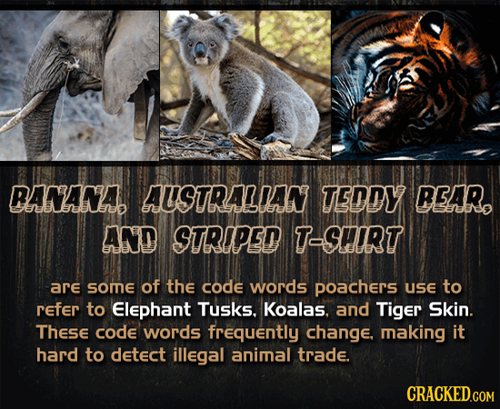 BANANAD AUSTRALIAN TEDDY REAR aabe AND STRIPED T-SHIRT are SOme of the code words poachers use to Refer to Elephant Tusks. Koalas. and Tiger Skin. The