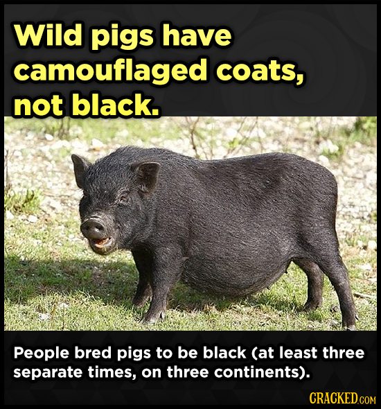 Wild pigs have camouflaged coats, not black. People bred pigs to be black (at least three separate times, on three continents). CRACKED COM 