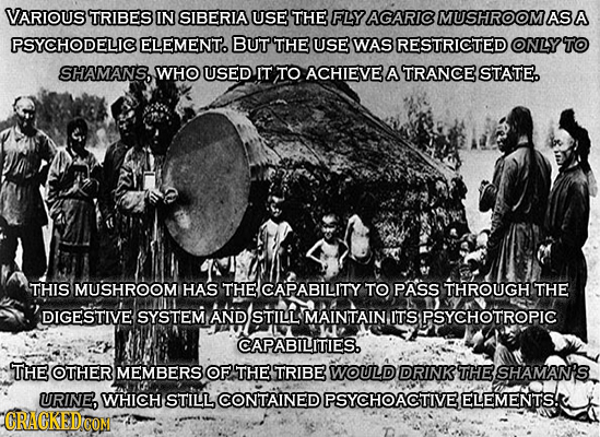 VARIOUS TRIBES IN SIBERIA USE THE FLYAGARIC MUSHROOMAS A PSYCHODELIC ELEMENT. BUT THE USE WAS RESTRICTED ONLYTO SHAMANS, WHO USED IT TO ACHIEVE A TRAN