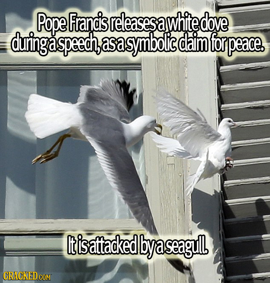 Pope Francis releasess a white dove during a speech, asa symbolic daim for peace. It is attacked bya a seagul CRACKED COM