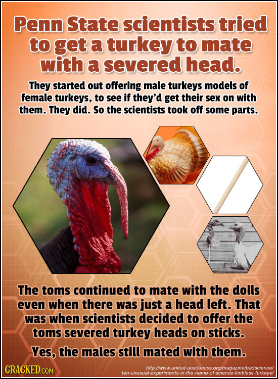 Penn State scientists tried to get a turkey to mate with a severed head. They started out offering male turkeys models of female turkeys, to see if th
