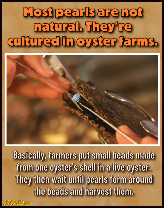 Most pearls are not natural. They're cultured in oyster farms. Basically, farmers put small beads made from one oyster's shell in a live oyster. They 