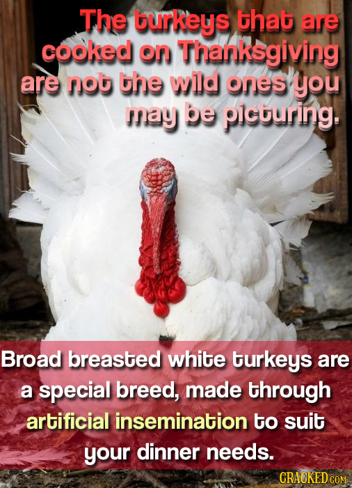 The burkeys that are cooked on Thanksgiving are not the wld ones you may be picturing. Broad breasted white turkeys are a special breed, made through 