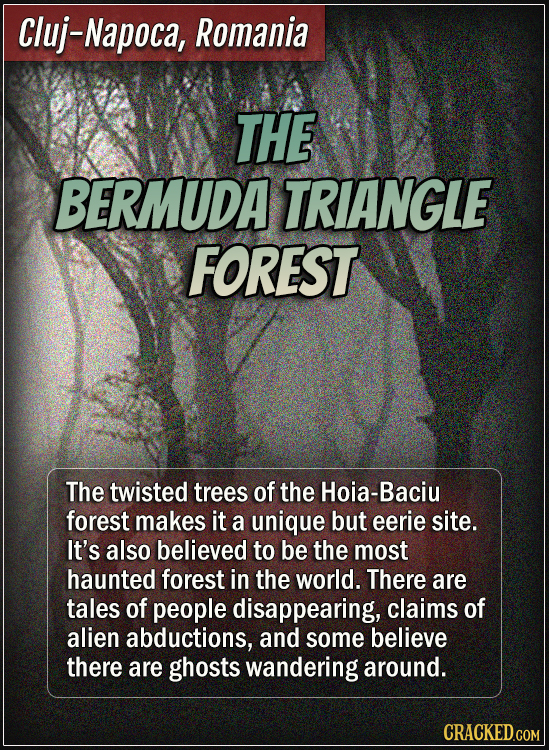 Cluj-Napoca, Romania - The Bermuda Triangle Forest - The twisted trees of the Hoia-Baciu forest makes it a unique but eerie site. It’s also believed t