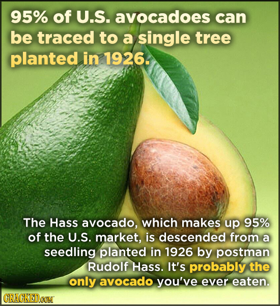 95% of U.S. avocadoes can be traced to a single tree planted in 1926. The Hass avocado, which makes up 95% of the U.S. market, is descended from a see