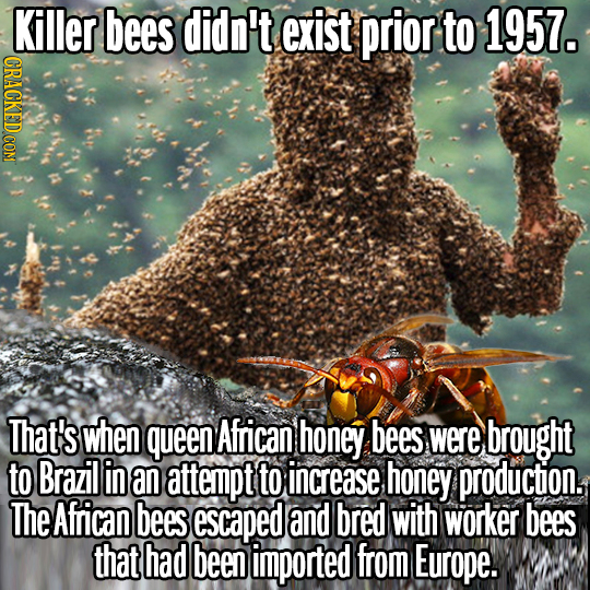 Killer bees didn't exist prior to 1957. That's when queen African honey bees were brought to Brazil in an attempt to increase honey production. The Af