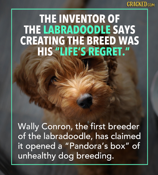 CRACKED c COM THE INVENTOR OF THE LABRADOODLE SAYS CREATING THE BREED WAS HIS LIFE'S REGRET. Wally Conron, the first breeder of the labradoodle, has