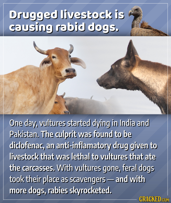 Drugged livestock is causing rabid dogs. One day, vultures started dying in India and Pakistan. The culprit was found to be diclofenac, an anti-inflam