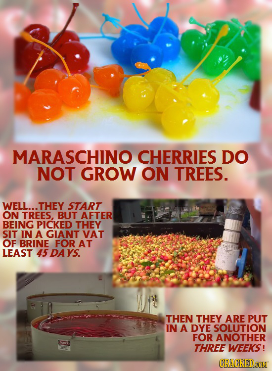 MARASCHINO CHERRIES DO NOT GROW ON TREES. WELL... THEY START ON TREES, BUT AFTER BEING PICKED THEY SIT IN A GIANT VAT OF BRINE FOR AT LEAST 45 DA YS. 