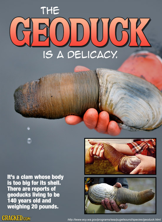 THE GEODUCK IS A DELICACY. It's a clam whose body is too big for its shell. There are reports of geoducks living to be 140 years old and weighing 20 p