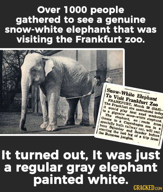 Over 000 people gathered to see a genuine snow-white elephant that was visiting the Frankfurt zoO. Snow-White To Visit Elephant FRANKFURT. Frankfurt T