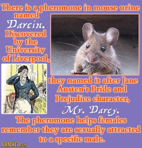 There is a pheromone in mouse urine named Darcin. Discovered by the University of Liverpool, they named it after Jane Austen's Pride and Prejudice cha