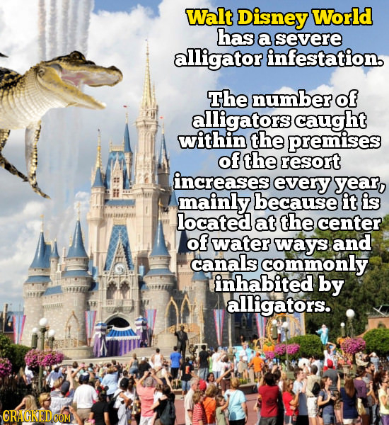 Walt Disney World has a severe alligator infestation. The numberof alligators caught within the premises of the resort increases every year, mainly be