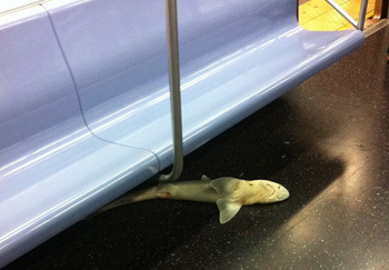 5 Animals People Found In Insanely Random Places