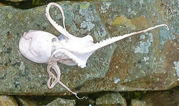 5 Animals People Found In Insanely Random Places