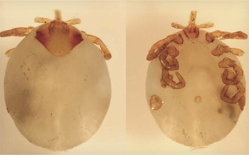 5 Animals People Found In Insanely Random Places