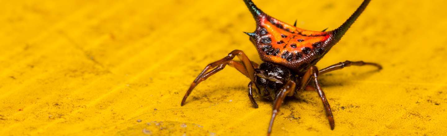 6 Terrifying Spiders That Will Haunt Your Dreams