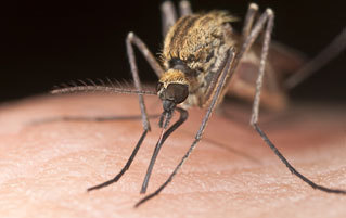 4 Reasons Mosquitos Will Be Terrifying This Summer