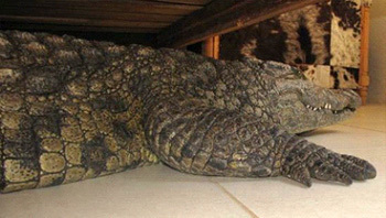 4 Crazy Things People Just Discovered In Their Houses