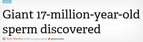SCIENCE Giant 17-million-year-old sperm discovered By Tom Warren on May 14.2014 arn etomwarren 