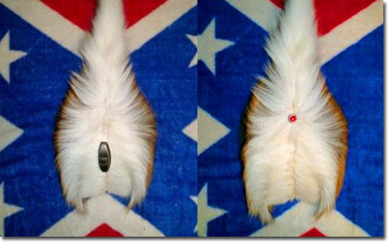 The 5 Most Disturbing Things Ever Done With Taxidermy