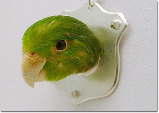 The 5 Most Disturbing Things Ever Done With Taxidermy