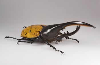5 Monster-Sized Versions of Bugs That Will Haunt Your Dreams