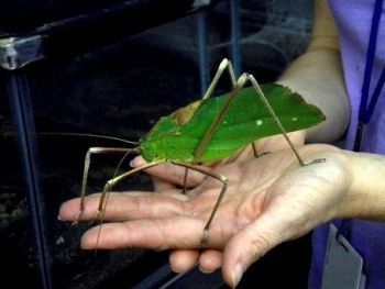 5 Monster-Sized Versions of Bugs That Will Haunt Your Dreams