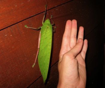 5 Monster-Sized Versions of Bugs That Will Haunt Your Dreams