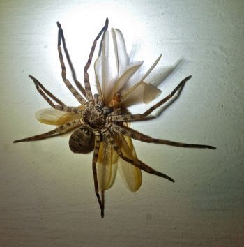 5 Monster-Sized Versions of Bugs That Will Haunt Your Dreams