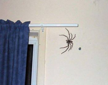 5 Monster-Sized Versions of Bugs That Will Haunt Your Dreams