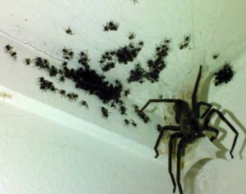 5 Monster-Sized Versions of Bugs That Will Haunt Your Dreams